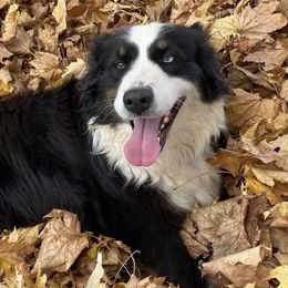 Australian Shepherds and Toy Australian Shepherds from Puppy Paw Ventures