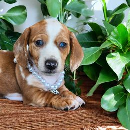 Dachshund Puppies from Yadkin Valley Dachshunds