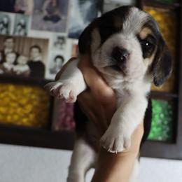 Meadow - Black tan and white male Beagle puppy in Susanville, California from Homegrown Beagles