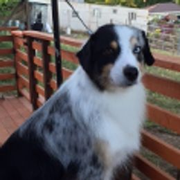 Paisley - Miniature Australian Shepherd