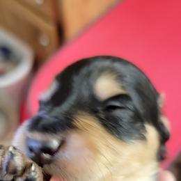 Dachshund Puppies from CLARK'S BREEDING PROGRAM