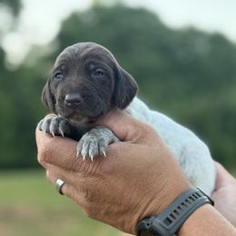 Bream - Liver roan female German Shorthaired Pointer puppy in Six Mile, South Carolina from The Proper Pointer Co.
