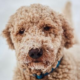 Goldendoodles from Golden Rivers Doodles