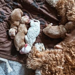 Echo - Apricot female Cavapoo puppy in Shingle Springs, California from Kindred Oak Goldendoodles