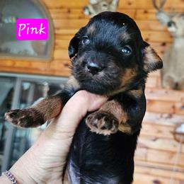 Girl 5 - Chocolate female Goldendoodle puppy in Stevens Point, Wisconsin from Dogs of Dewey Acres