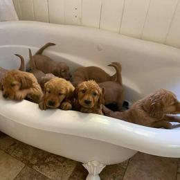 Golden Retriever Puppies from Rowan Retrievers