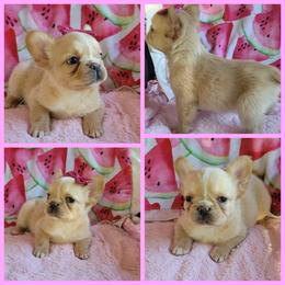 Girl 1 - Cream female French Bulldog puppy in Plymouth, Utah from Country Sunshine