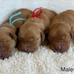 Boy 2 - Dark golden male Golden Retriever puppy in La Verne, California from 4LoveofGoldens