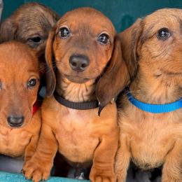 Cash-smooth - Red male Dachshund puppy in Auxvasse, Missouri from Above Par Kennels