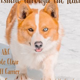 Sunny - Pembroke Welsh Corgi