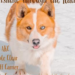 Sunny - Pembroke Welsh Corgi