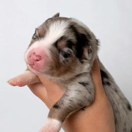 Echo AKC - Blue merle male Australian Shepherd puppy in Polk City, Florida from Skaky Shepherds