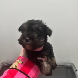 Caramel - Black and silver female Miniature Schnauzer puppy in Orlando, Florida from Dara's Miniature Schnauzers