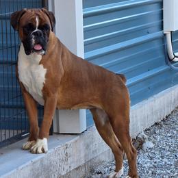 Floki - Boxer