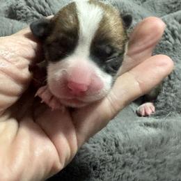 Billie - Red female Pembroke Welsh Corgi puppy in Brashear, Texas from Sherwood Acres Pembrokes