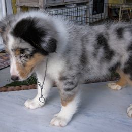 Shetland Sheepdog Puppies from Paradise Farms