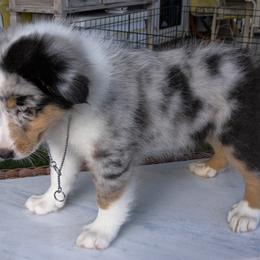 Shetland Sheepdog Puppies from Paradise Farms