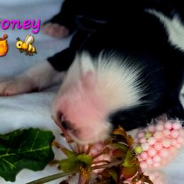 Honey - Blue tri female Toy Australian Shepherd puppy in Powell Butte, Oregon from Willow Lane Ranch