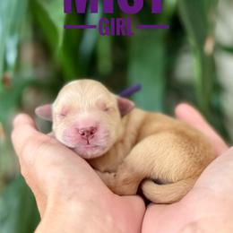 Mist - Golden female Golden Retriever puppy in El Cajon, California from Grove Haven Canines