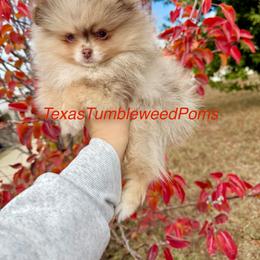 Pomeranian Puppies from Texas Tumbleweed Poms