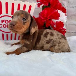 Andrew - Dapple male Dachshund puppy in Colbert, Oklahoma from Brooke Crenshaw