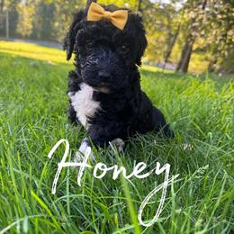 Honey - Black and white female Bernedoodle puppy in Julian, Pennsylvania from Happy Valley Doodles
