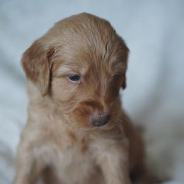 Goldendoodle Puppies from MissPatsDoodles