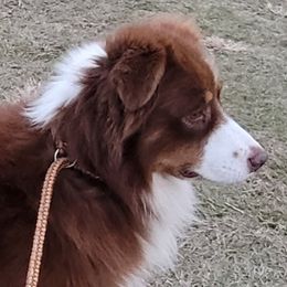 Hank - Australian Shepherd