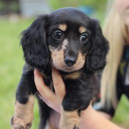 Dachshund Puppies from Prima Dachshunds