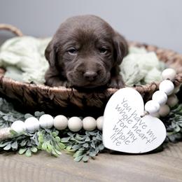 Labrador Retriever Puppies from AGL Retrievers