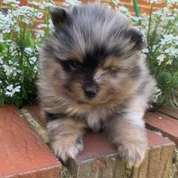 Boy 2 - Blue merle male Pomeranian puppy in Gadsden, Alabama from Rich Cat’s