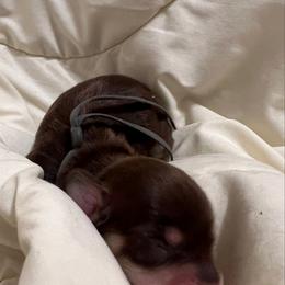 Hershey - Chocolate and cream female Dachshund puppy in Miami, Florida from Maitime Dachshund