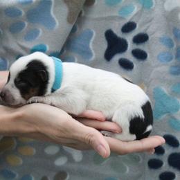 Tracker - Light Blue - Blue male Australian Cattle Dog puppy in Colbert, Oklahoma from LoveAHeeler
