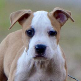 Knox - Red male American Staffordshire Terrier puppy in St. Augustine, Florida from LBK & Ancient City