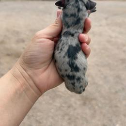 Sookie - Blue and cream female Dachshund puppy in Gold Canyon, Arizona from Silverking Kennels