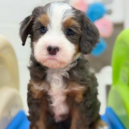 Benji - Brown - Merle male Bernedoodle puppy in Yuciapa, California from AlltheDoodlez_