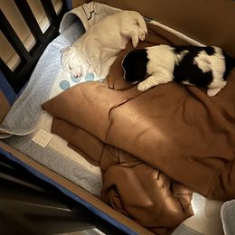 Coton de Tulear Puppies from Avana cotons