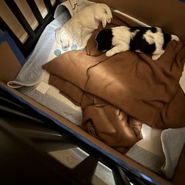 Coton de Tulear Puppies from Avana cotons