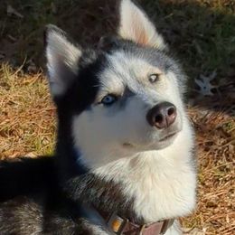 Koda - Siberian Husky