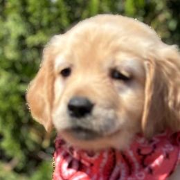 Cider - Golden Retriever puppy from Frankly Golden