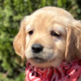 Cider - Golden Retriever puppy from Frankly Golden