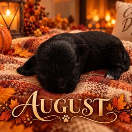 August 'Auggie' - Black male Shih Tzu puppy in Montgomery, Texas from Furbourne Farm