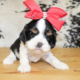 Harlie - Black white and tan female Cocker Spaniel puppy in Rattan, Oklahoma from Double M Cocker Spaniels