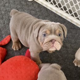 Bruno - Fallow male Bulldog puppy in Las Vegas, Nevada from Let it Ride Bulldogs