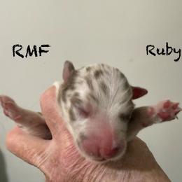 Ruby - Red merle female Australian Shepherd puppy in Ellensburg, Washington from Creekside Aussies