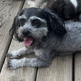 Bebe - Havanese