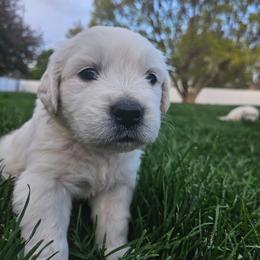 Mr Red - Light golden male Golden Retriever puppy in Grand Island, Nebraska from Loseke Family Retrievers
