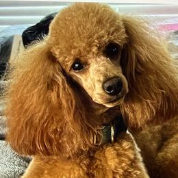 Ollie - Poodle