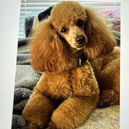 Ollie - Poodle