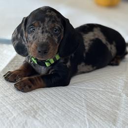 Dachshund Puppies from Wonderland Weenies